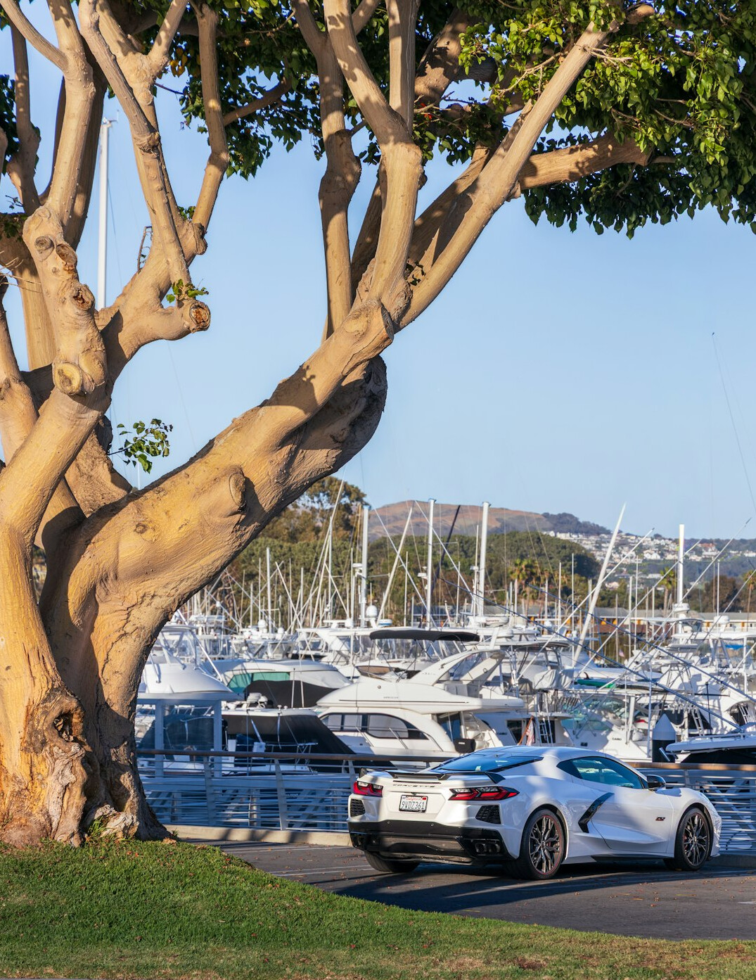 Luxury cars parked near a marina in summer